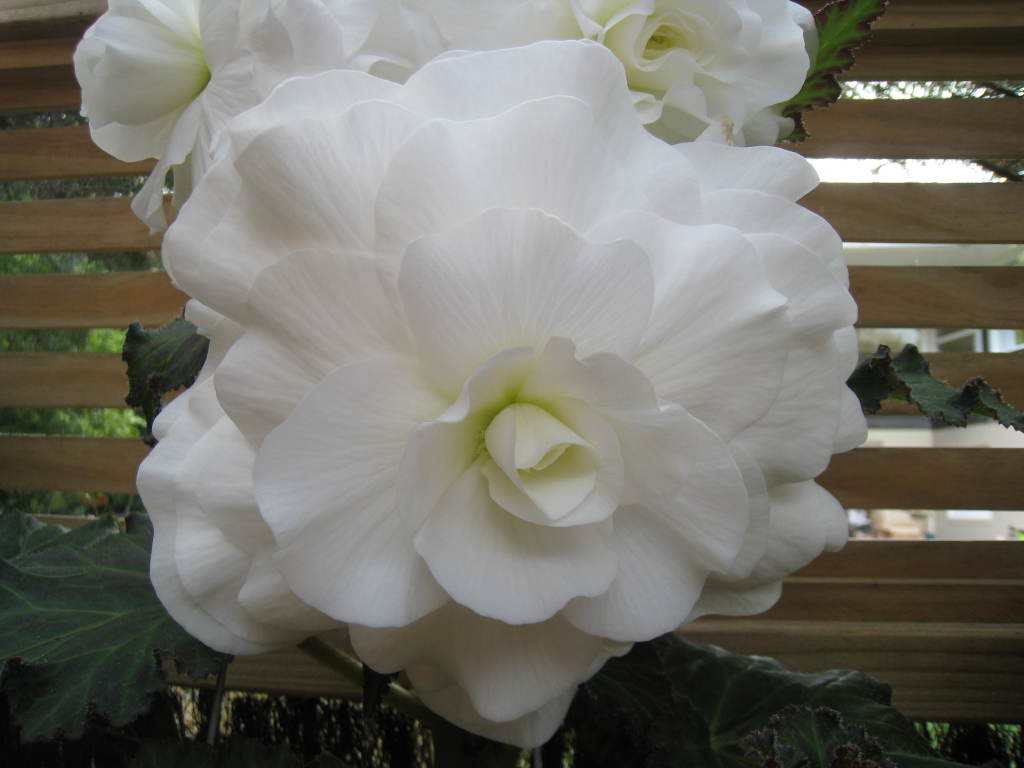 B. ‘Diana Wynyard’